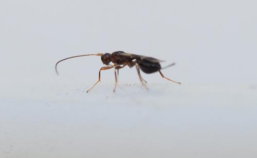 Réf. 226 596 : Spathius sp.